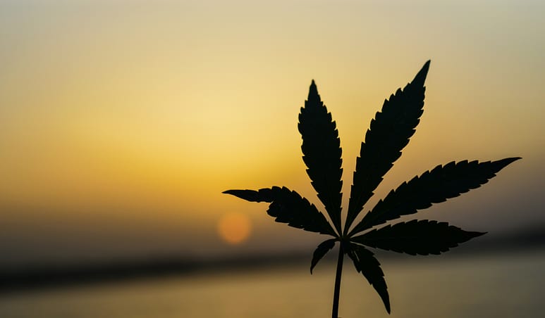 marijuana legalization and security in toronto